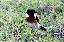 ??? onbekende vogel in Antananarivo