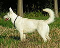 Berger Blanc Suisse: Weisser Schweizer Schäferhund