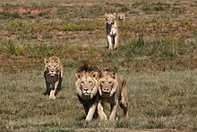 Lionsrock big cat sanctuary, Bethlehem, South Africa (2011) Wikipedia-bigcatsINT 2011 05 07.jpg