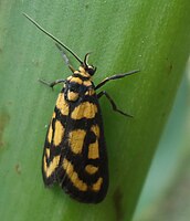 Unidentified Arctiidae or Aganaidae (Aganainae), cf. Asura lydia