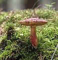 Rotfußröhrling (Boletus chrysenteron)