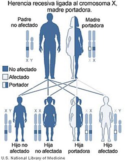 Enfermedades Ligadas Al Cromosoma Y Pdf