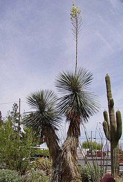 Description de l'image Yucca elata blooming.jpg.