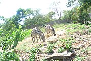 草を食べるシマウマ