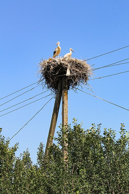 Mostly any settlement in Gdovsky District has stork nest in it