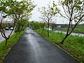 得子口渓鉄橋を渡る普悠瑪自強号（礁渓郷）