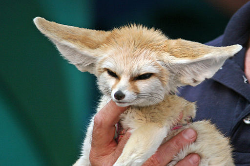 10 Month Old Fennec Fox