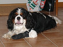 "A black and white dog with brown eyebrows lies on its belly on a tiled floor. Its front right leg is wrapped in a black cover."