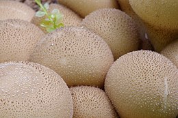 Puffballs of the species Lycoperdon pyriforme. 2012-07-01 Lycoperdon pyriforme Schaeff 232780.jpg