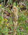 20140601Orobanche lutea003.JPG