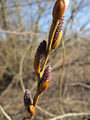Salix purpurea (da bin ich mir eigentlich ziemlich sicher) in den Wagbachauen (10 km entfernt)