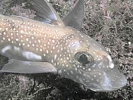 Közönséges macskahal (Chimaera monstrosa)