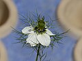 Fleur de nigelle (Nigella sp.).