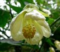 Abutilon 'Patricia'