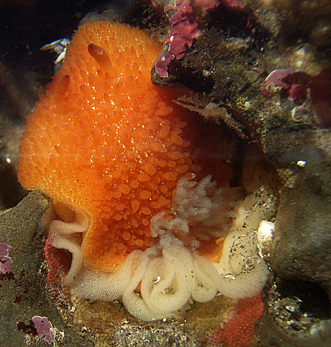 Голожаберный моллюск Acanthodoris lutea откладывает яйца в Калифорнийском заливе