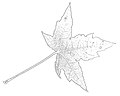 Klon ściętolistny, rysunek liścia – Tournasol7