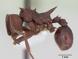 Acromyrmex striatus
