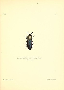 Alaolacon cyanipennis