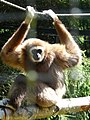 Gibbonapen Amadeus er dyreparkens hovedattraksjon. Foto: C. Hill, 2008