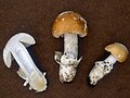 Amanita velosa, specie del gruppo delle "Vaginatae"