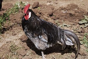 Andalusier (Huhn)