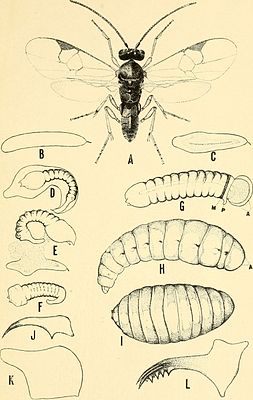 НаездникApanteles melanoscelus