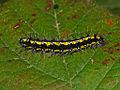 Callimorpha dominula larva