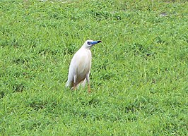 Madagaskarralreiger