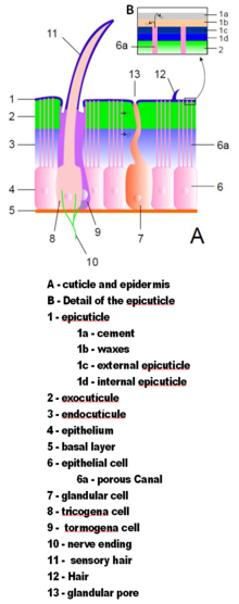 Illustration of an idealized arthropod exoskeleton. Arthropod cuticle based upon Xvazquez edited to include english legend.PNG