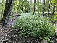 Bitteres Schaumkraut (Cardamine amara)