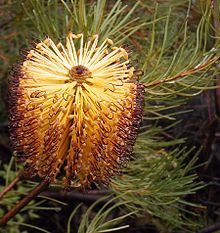 Banksia spinulosa, a Sydney local plant which attracts wildlife Banksia spinulosa claret styles Georges River NP email.jpg