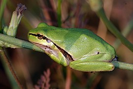 Райка Савін'ї (Hyla savignyi)