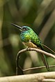 File:Bluish-fronted Jacamacar Y