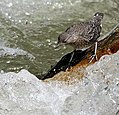 Junge Flusswasseramsel (Cinclus pallasii)