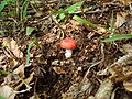 Mushroom in Bulgarka Nature Park