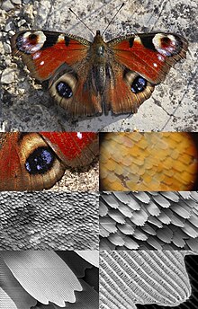 Butterfly wing at different magnifications reveals microstructured chitin acting as a diffraction grating Butterfly magnification series collage.jpg