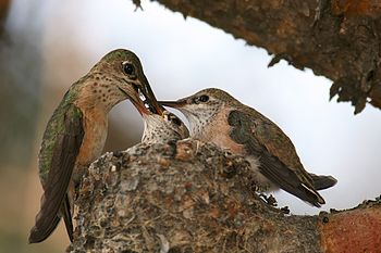 Calliope Hummingbird / Stellula calliope - fem...