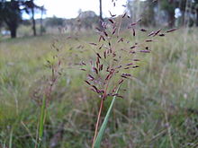 Capillipedium parviflorum 1.jpg