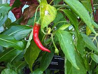 Capsicum annuum 10 - Kew.jpg