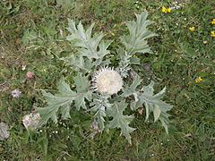 Carlina acanthifolia All., 1773 subsp. acanthifolia