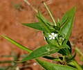 Catharanthus pusillus.