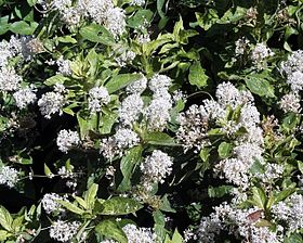 Ceanothus americanus