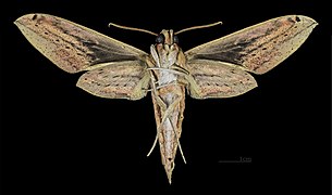 Female Cechenena lineosa underside