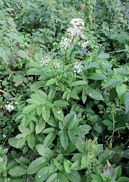 Kvapusis gurgždis ( Chaerophyllum aromaticum)