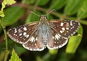 Adult, dorsal view.