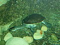 Roti Island Snake-necked Turtle