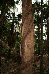 Austrocallerya megasperma around a tree trunk