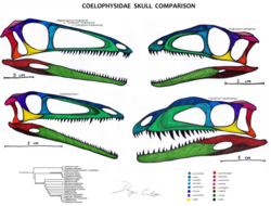 Coelophysidae.png