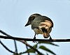 Common Woodshrike (Tephrodornis pondicerianus) at Sindhrot near Vadodara, Gujrat Pix 102.jpg