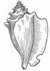 A decorative conch